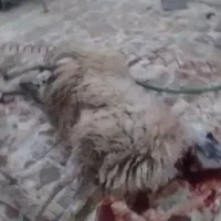 گوشت گوسفند بره بز