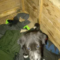 سگ سرابی|سگ|اهواز, شریعتی جنوبی|دیوار