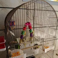 عروس هلندی|پرنده|اصفهان, کوجان|دیوار