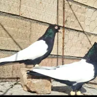 دوش قره