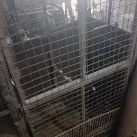 دوعدد قفس آهنی زیر قیمت بازار