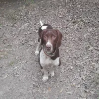 سگ دنبلانی نر ۲ساله|سگ|مینودشت, |دیوار