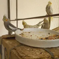 عدوس هلندی قیمت بسیار مناسب