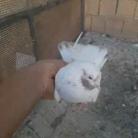 کفترماهرو|پرنده|قدس, شهرک صنعتی زاگرس|دیوار