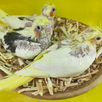 جوجه عروس هلندی سرلاکی