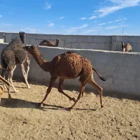 هاشی نر و ماده|حیوانات مزرعه|بافق, |دیوار