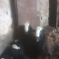 بره شیشک اصل سیاه شال بفروش میرسد
