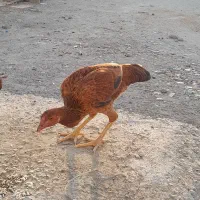 چابهاری و پاپر|حیوانات مزرعه|میناب, |دیوار