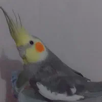 عروس هلندی نر