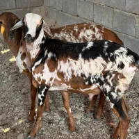 دوقلو نر و ماده