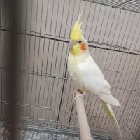 جفت عروس هلندی