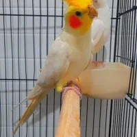 یک جفت عروس هلندی|پرنده|پاکدشت, پاکدشت (مامازند)|دیوار