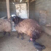 دو راس گوسفند|حیوانات مزرعه|مشهد, کارده|دیوار