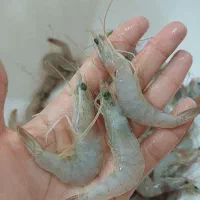 میگو براقلاب