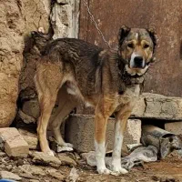 سگ نگهبان|سگ|تربت جام, جامرود|دیوار