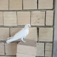 فروش کبوتر حوالی سامان