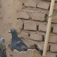 پلاکی|پرنده|طبس, |دیوار