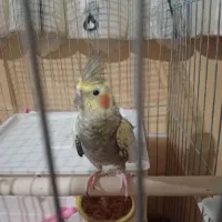 عروس هلندی گلباقالی نر