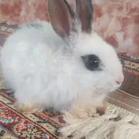 خرگوش لوپ|موش و خرگوش|سنندج, |دیوار