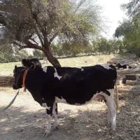 گاو هلشتاین با گوساله نر سوزنی