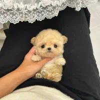 تخفیف ویژه پودل مالتیز عروسکی اپارتمانی