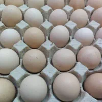تخم مرغ محلی