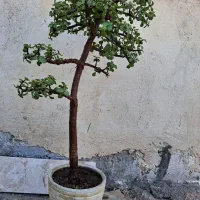 بونسای خرفه فیکوس کراسولا یشم|گل و گیاه طبیعی|فردیس, شهرک ۱۱۰|دیوار