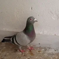 سبز آلمانی مست درشت