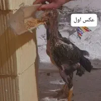 جوجه لاری