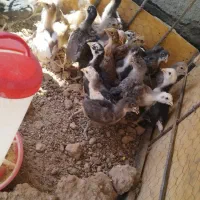 جوجه مرغ نژاد دار وجوجه بوقلمون