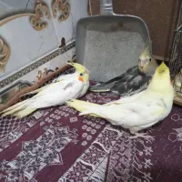 عروس هلندی جوجه(یک ماه)|پرنده|زهک, |دیوار