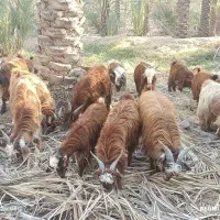 ۳۰تاکهره نر روهم جفتی ۱۲۵۰۰|حیوانات مزرعه|خشت, |دیوار