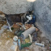 ماده هاسکی با توله ماده