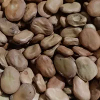 باقالی خشک گرگان|خوردنی و آشامیدنی|مشهد, رضاشهر|دیوار