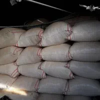 کاه آماده گندم امسال