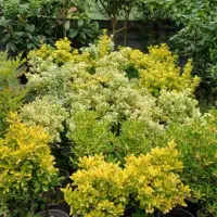 گیاه سیکاس وگل توری و شمشاد پیوندی و سرو لافسون|گل و گیاه طبیعی|چاف و چمخاله, |دیوار