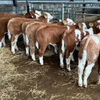 فروش گوساله اصیل نژاد دار با مجوز