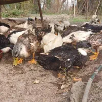 اردک محلی به تعداد زیاد|حیوانات مزرعه|ماسال, |دیوار