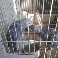 کاسکو نر سخنگو|پرنده|سنندج, |دیوار