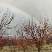 زمین-باغ-1000متری-بارده