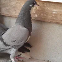کبوتر جفت جوجه طوقی . خرقه.  سینه ای نر و ماده|پرنده|اصفهان, پروین|دیوار