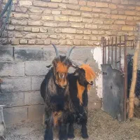 بز میش بیگ قوچ