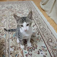 واگذاری بچه گربه دو نژاده مصری - اسکاتیش