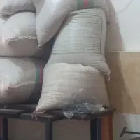 گندم بذر باسیلو