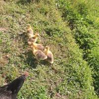 بچه غاز سالم و سرحال