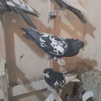 کبوتر|پرنده|شیراز, شهرک مهدی‌آباد|دیوار