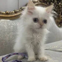 گربه پرشین خالص