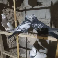 سینه دم سیاه.موقعیت گیلانغرب.|پرنده|سرپل ذهاب, |دیوار