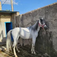 اسب سفید|اسب و تجهیزات اسبسواری|لنجان, |دیوار
