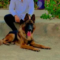 ژرمن شپرد شولاین|سگ|شریف‌آباد, |دیوار